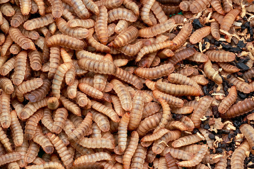 Rethink Organic Black Soldier Fly Logo